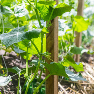 Cucumber 'Mini Hana F1' Plant Vegetable Plants