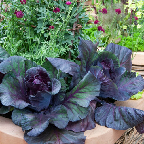 Cabbage Rodyna 'Roderick F1' Red Cabbage Plants – Roots Plants