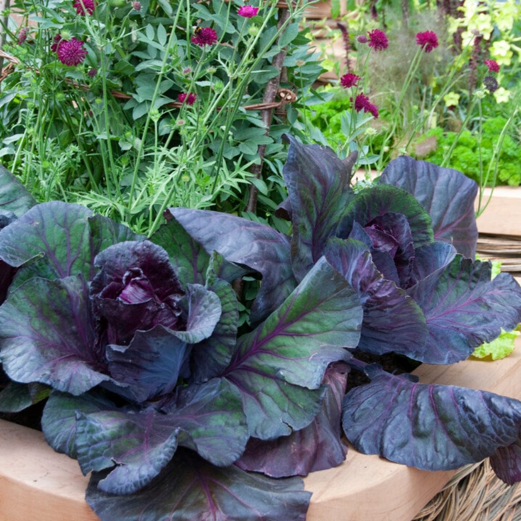 'Roderick F1' Red Cabbage Plants – Roots Plants