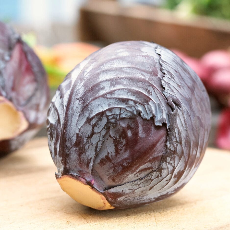 'Roderick F1' Red Cabbage Plants – Roots Plants