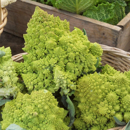 Romanesco' Cauliflower Plug Plants Vegetable Plants