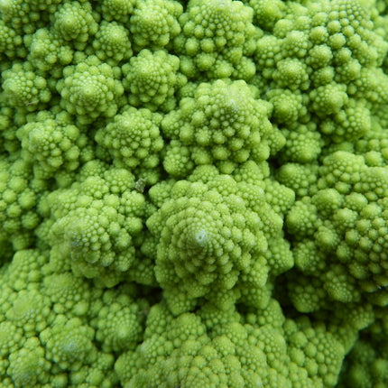 Romanesco' Cauliflower Plug Plants Vegetable Plants