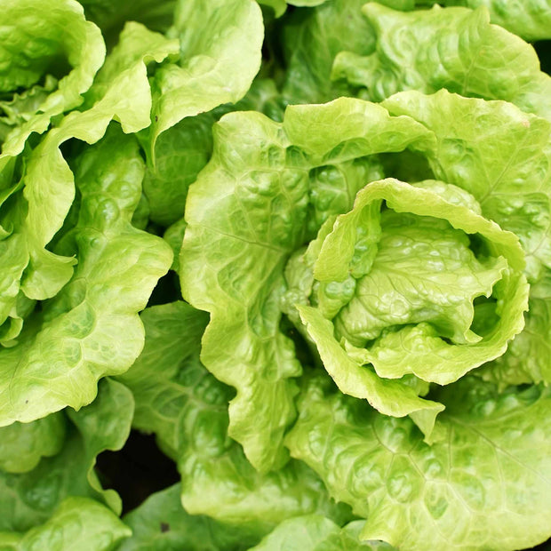 Little Gem' Lettuce Plug Plants Vegetable Plants