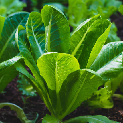 Lettuce 'Cos Cucuracha' Plug Plants Vegetable Plants