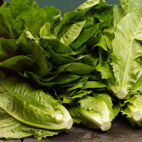 Lettuce 'Cos Cucuracha' Plug Plants Vegetable Plants