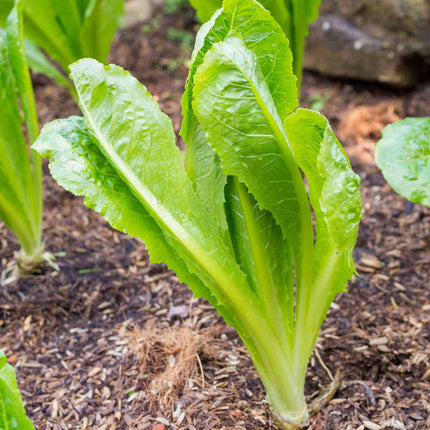 Lettuce 'Cos Cucuracha' Plug Plants Vegetable Plants