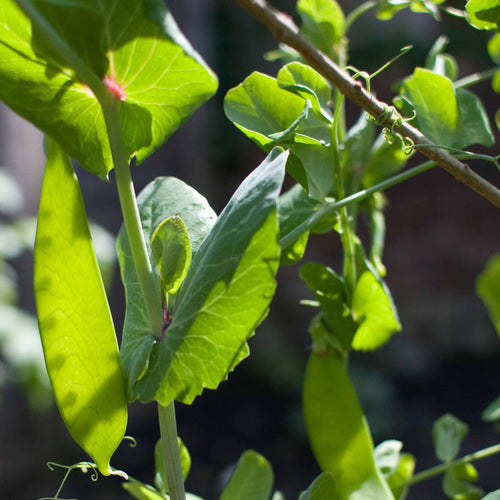 Mangetout 'Carouby de Mausanne' Plug Plants Vegetable Plants