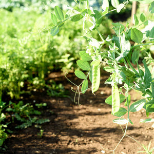 Mangetout 'Carouby de Mausanne' Plug Plants Vegetable Plants