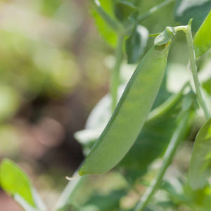 Mangetout 'Carouby de Mausanne' Plug Plants Vegetable Plants