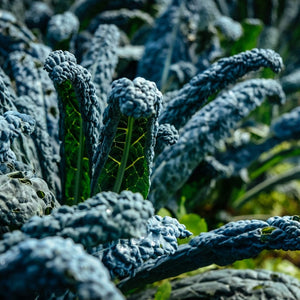 Black Kale Cavolo Nero Plug Plants Vegetable Plants