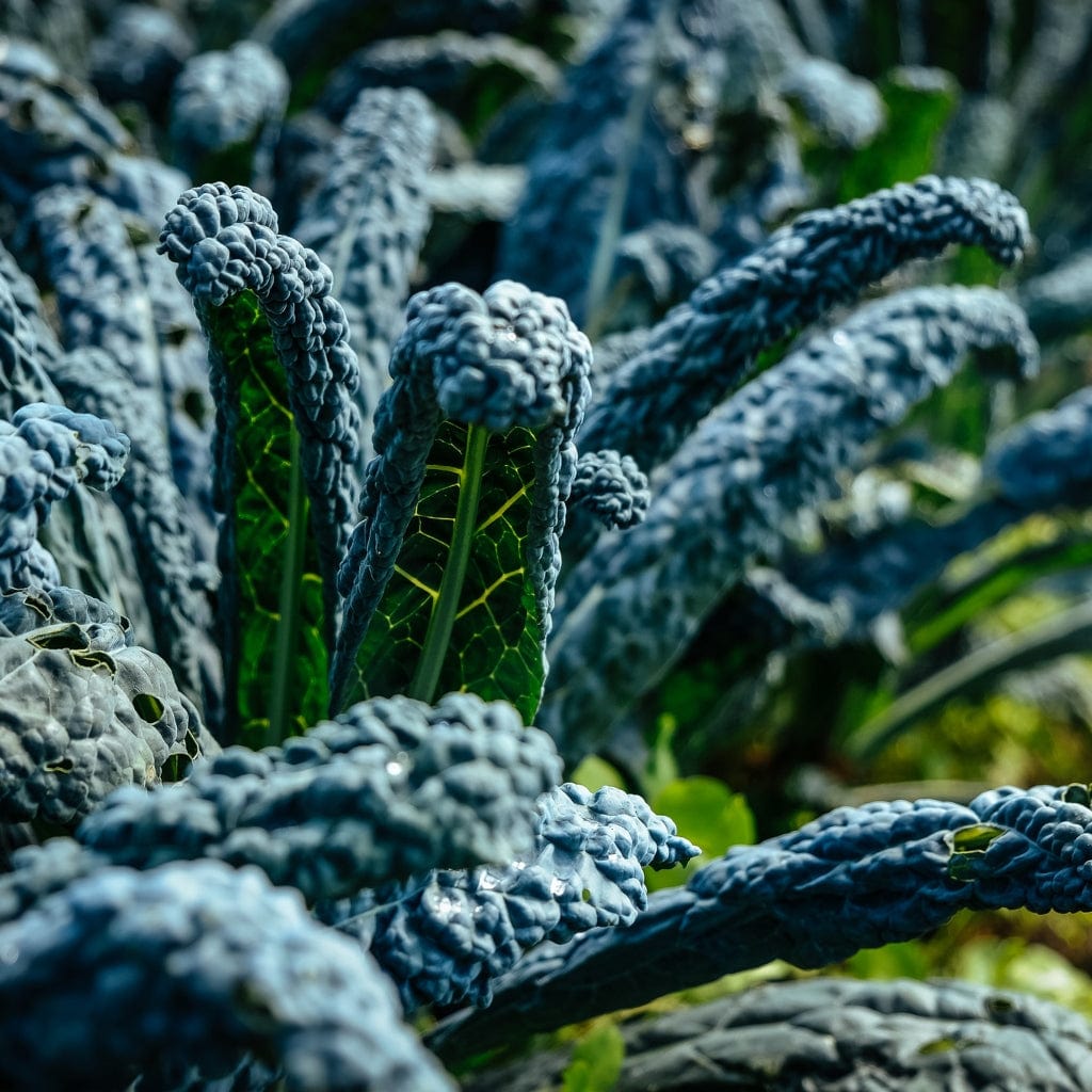 Block Kale 'Cavolo Nero' Black Kale Plants – Roots Plants