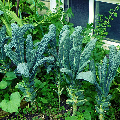 Black Kale Cavolo Nero Plug Plants Vegetable Plants