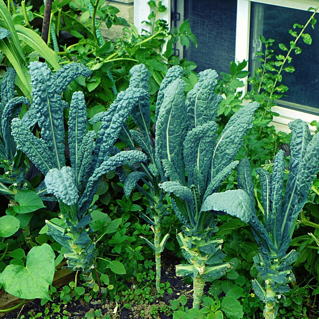 Block Kale 'Cavolo Nero' Black Kale Plants – Roots Plants