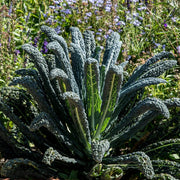 Black Kale Cavolo Nero Plug Plants Vegetable Plants