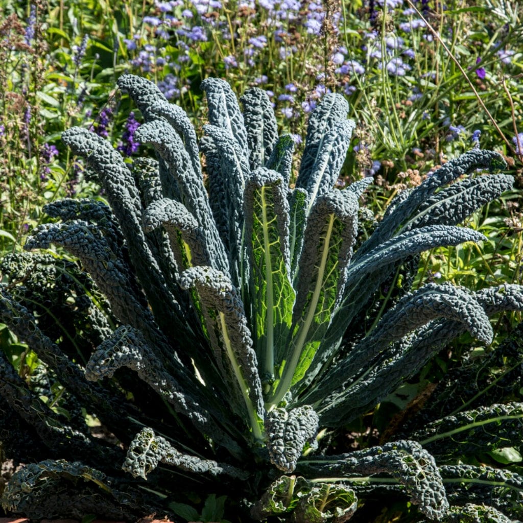 Block Kale 'Cavolo Nero' Black Kale Plants – Roots Plants