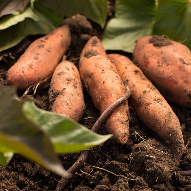 Sweet Potato 'Beauregard' Plant Vegetable Plants
