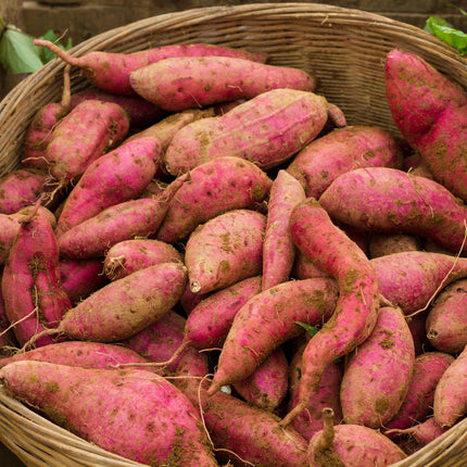 Sweet Potato 'Orleans' Plant Vegetable Plants