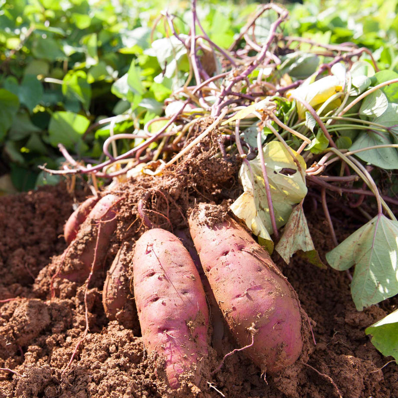 Sweet Potato 'Orleans' Plant Vegetable Plants