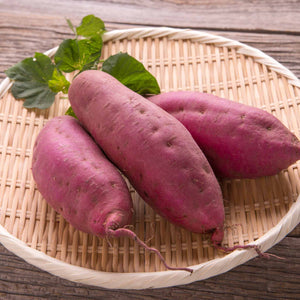 Sweet Potato 'Erato White' Plant Vegetable Plants