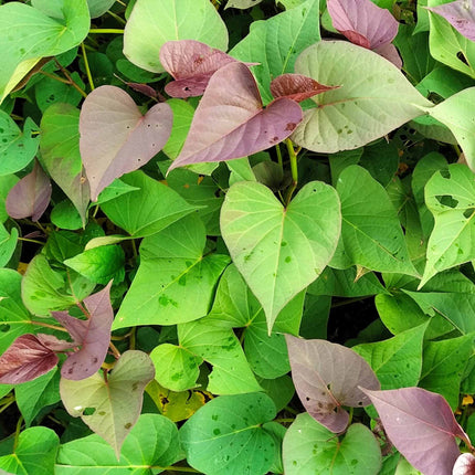 Sweet Potato 'Erato White' Plant Vegetable Plants