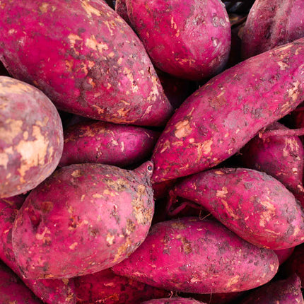 Sweet Potato 'Erato Violet' Plant Vegetable Plants