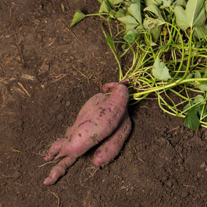 Sweet Potato 'Erato Violet' Plant Vegetable Plants