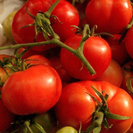 Brandy Wine' Heritage Tomato Plant Vegetable Plants