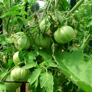 Brandy Wine' Heritage Tomato Plant Vegetable Plants