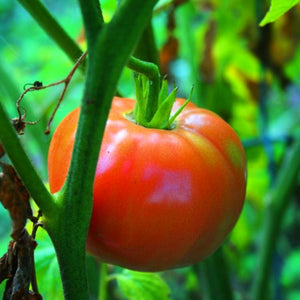 Brandy Wine' Heritage Tomato Plant Vegetable Plants