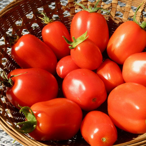 Tomato 'Roma' Plant Vegetable Plants