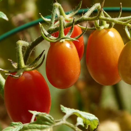 Tomato 'Roma' Plant Vegetable Plants