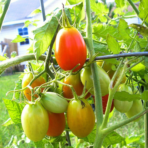 Tomato 'Roma' Plant Vegetable Plants