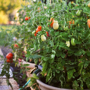 Tomato 'Roma' Plant Vegetable Plants