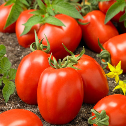 Tomato 'Roma' Plant Vegetable Plants