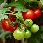 Tomato 'Shirley' Plant Vegetable Plants