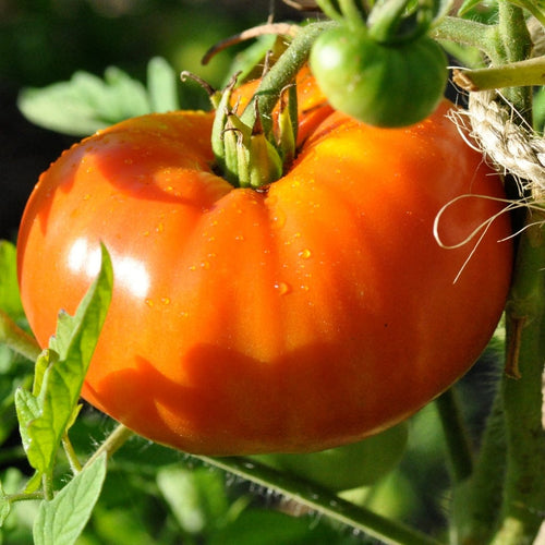 Tomato 'Beefmaster' Plant Vegetable Plants