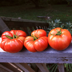 Tomato 'Beefmaster' Plant Vegetable Plants