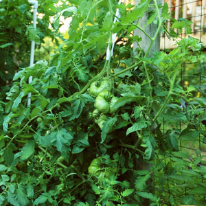 Tomato 'Beefmaster' Plant Vegetable Plants