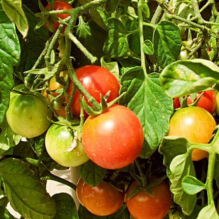 Tomato 'Sweet Million' Plant Vegetable Plants