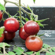 Tomato 'Chocolate Cherry' Plant Vegetable Plants