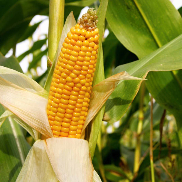 Sweetcorn 'Earlibird' Extra Sweet Plug Plants Vegetable Plants