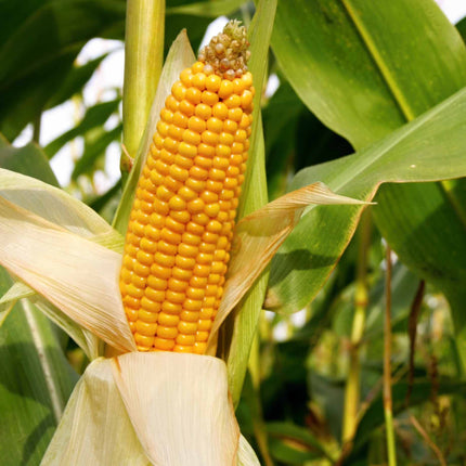 Sweetcorn 'Earlibird' Extra Sweet Plug Plants Vegetable Plants