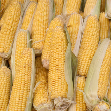 Sweetcorn 'Earlibird' Extra Sweet Plug Plants Vegetable Plants