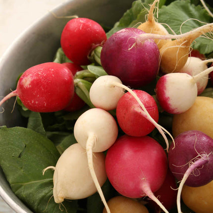 Mixed Radish Plug Plants Vegetable Plants