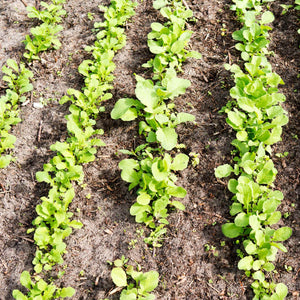 Mixed Radish Plug Plants Vegetable Plants