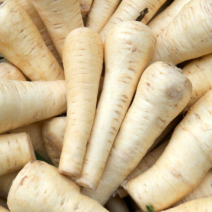 Parsnip 'Duchess F1' Plug Plants Vegetable Plants