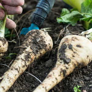 Parsnip 'Duchess F1' Plug Plants Vegetable Plants