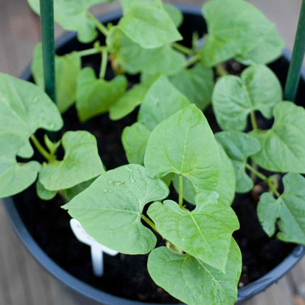 Dwarf French Bean 'Canadian Wonder' Plant Vegetable Plants