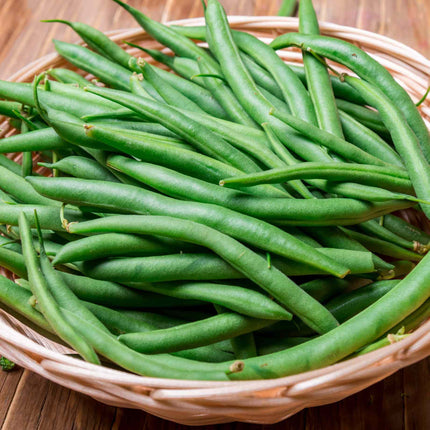 Dwarf French Bean 'Canadian Wonder' Plant Vegetable Plants