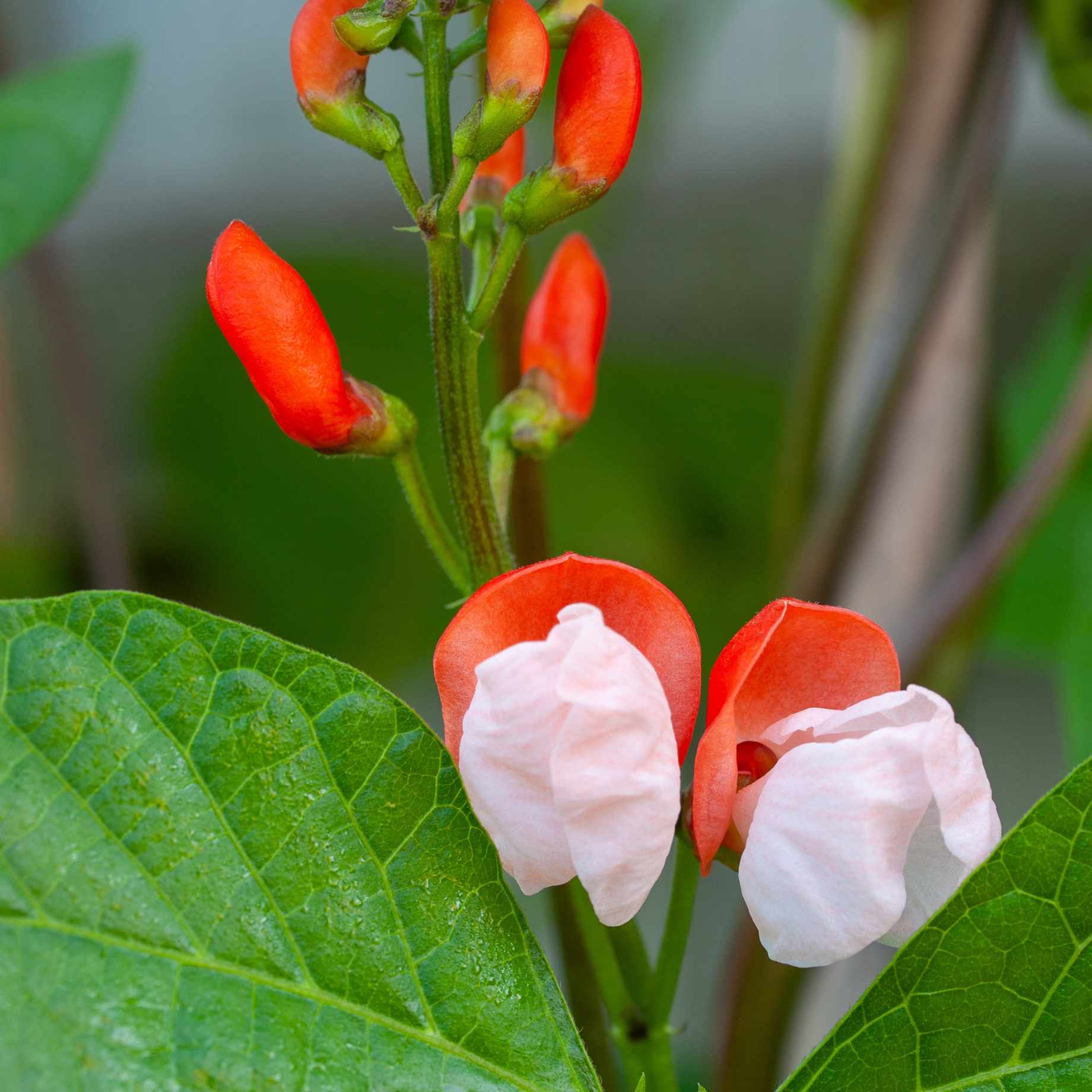 'Painted Lady' Runner Bean Plant